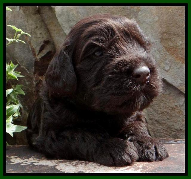 SC pups 3 wks old 81