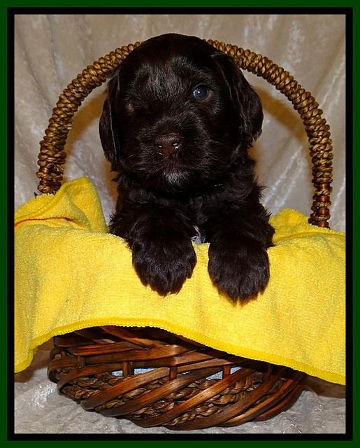 SC pups 4 wks old 221