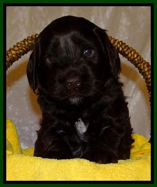 SC pups 4 wks old 231