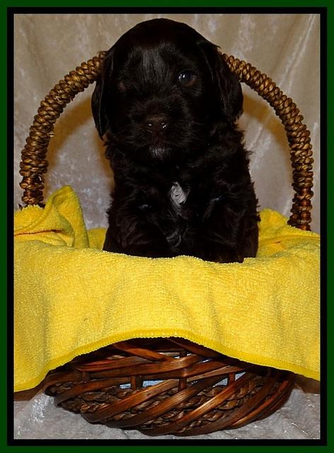 SC pups 4 wks old 251