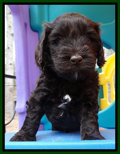 SC pups 5 wks old 260