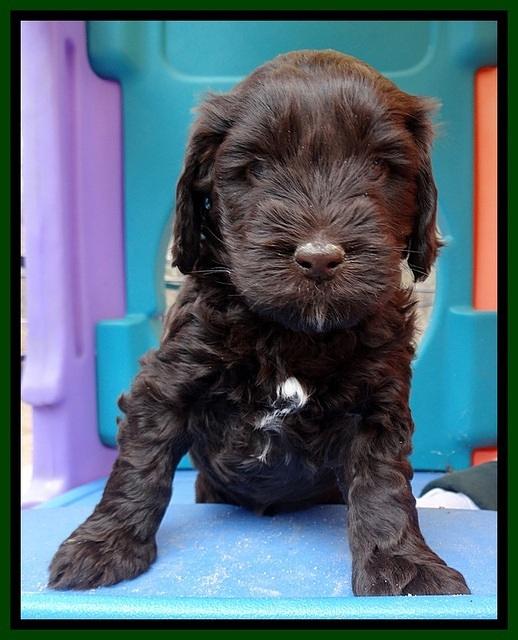 SC pups 5 wks old 270
