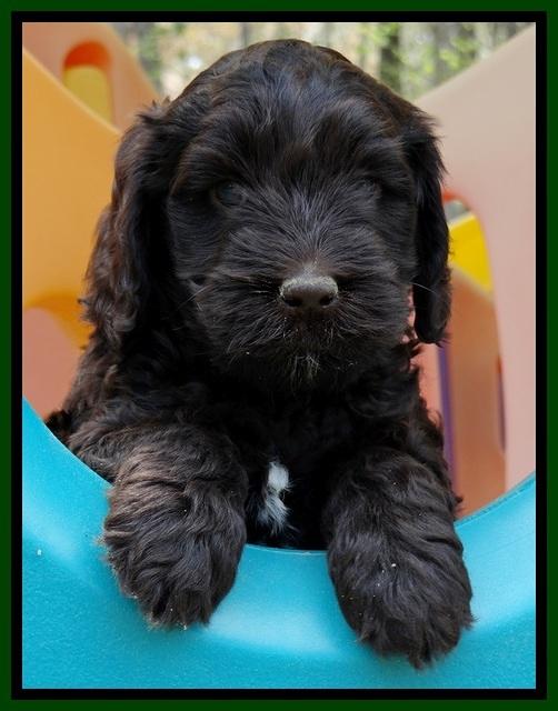 SC pups 6 wks old 171