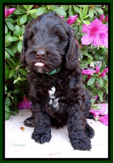 SC pups 7 wks old 150