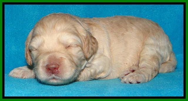 SC pups 2 wks old 251