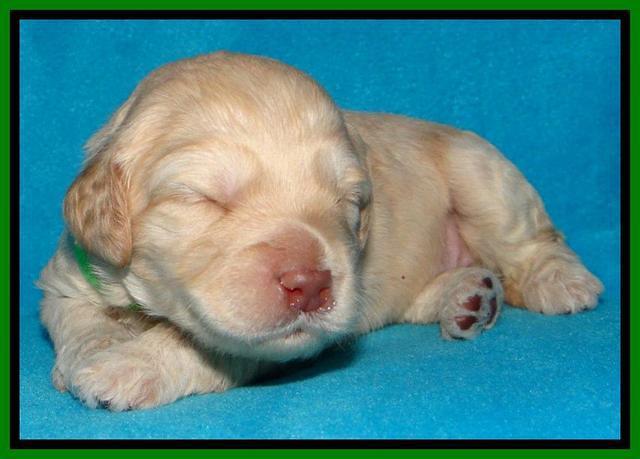 SC pups 2 wks old 271