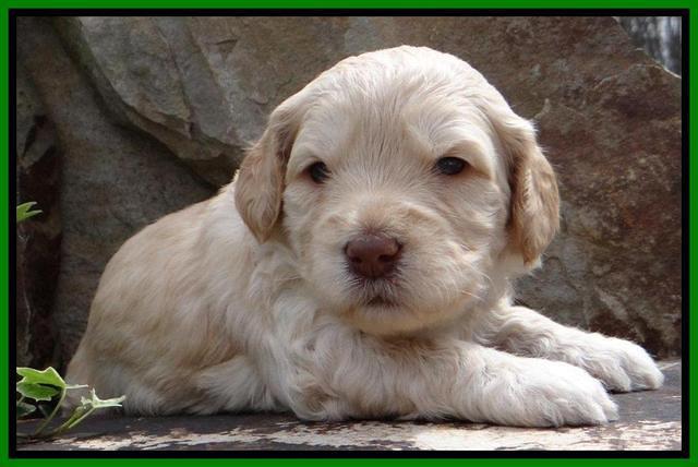 SC pups 3 wks old 111