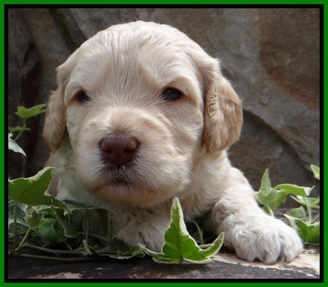 SC pups 3 wks old 121