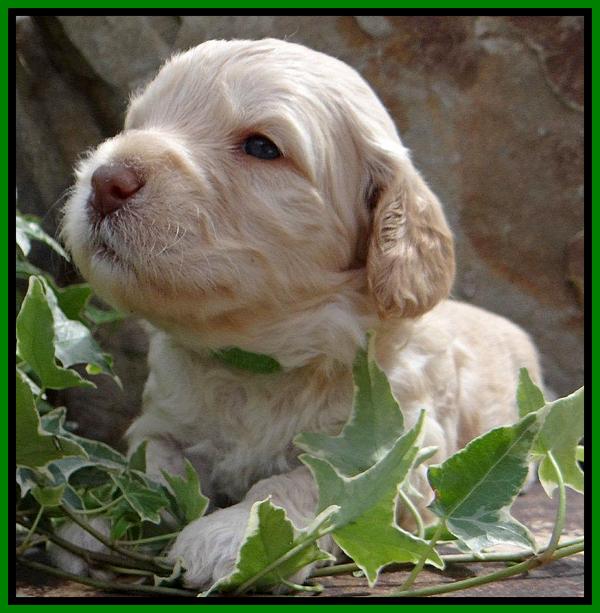 SC pups 3 wks old 141