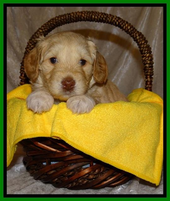 SC pups 4 wks old 371