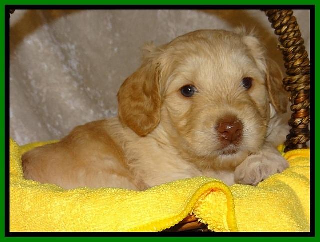 SC pups 4 wks old 391