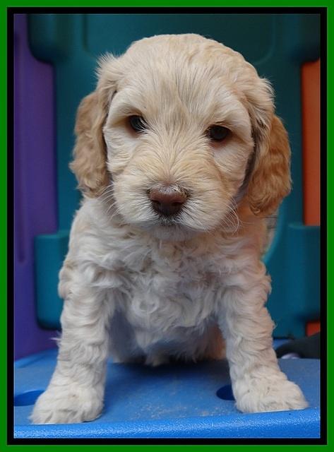 SC pups 5 wks old 190