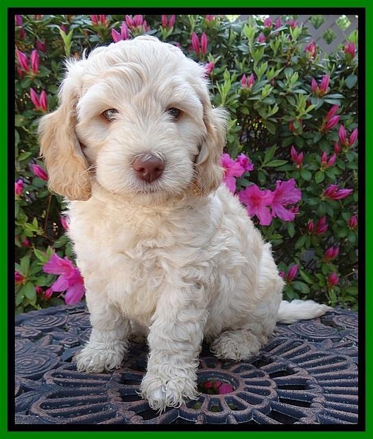 SC pups 7 wks old 280