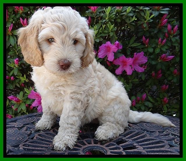 SC pups 7 wks old 290