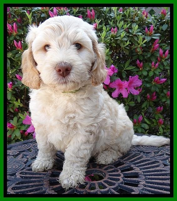 SC pups 7 wks old 300