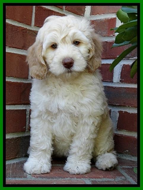 SC pups 8 wks old 20