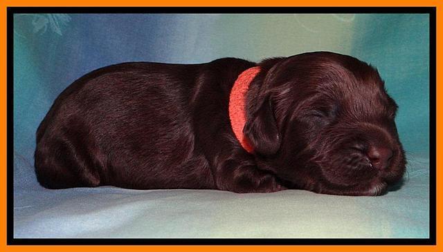 SC pups 1 wk old 261