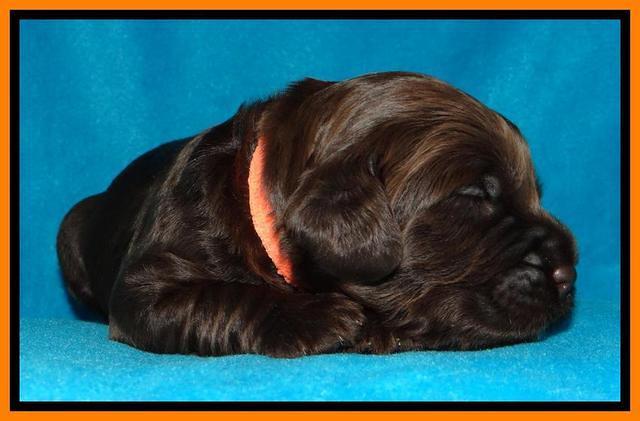 SC pups 2 wks old 201