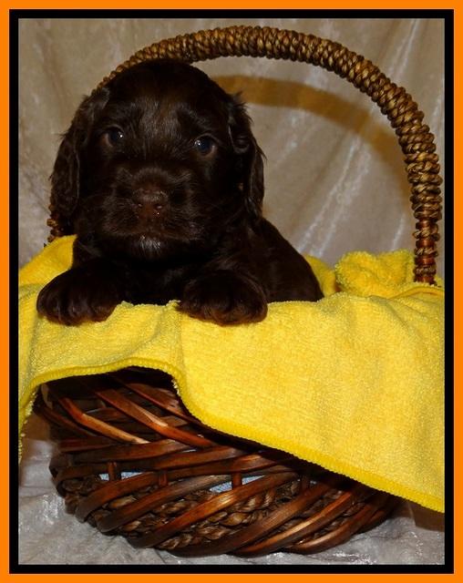 SC pups 4 wks old 321