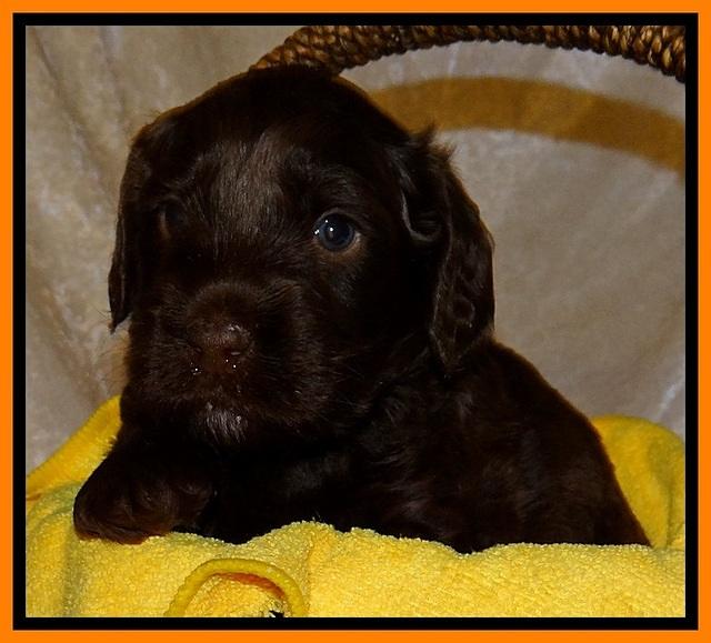 SC pups 4 wks old 331