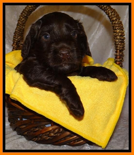 SC pups 4 wks old 351