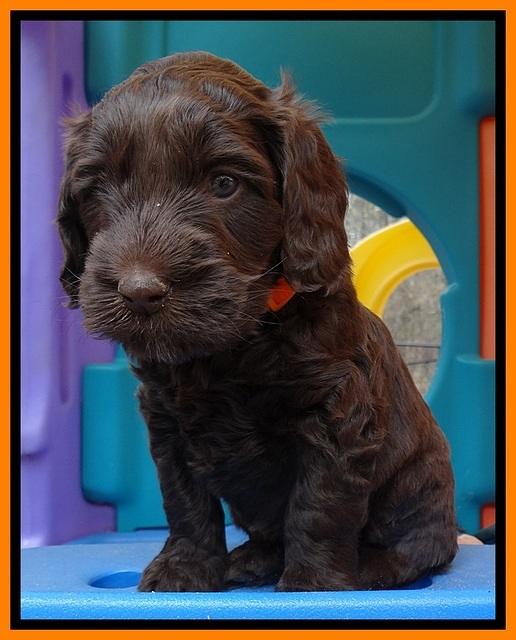SC pups 5 wks old 230