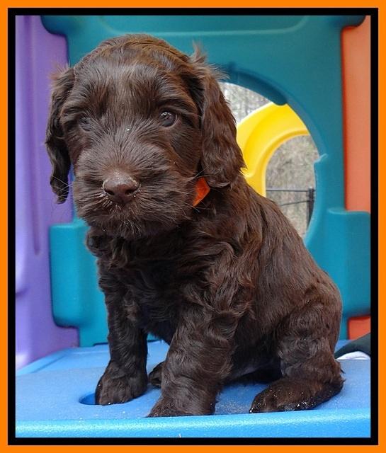 SC pups 5 wks old 240