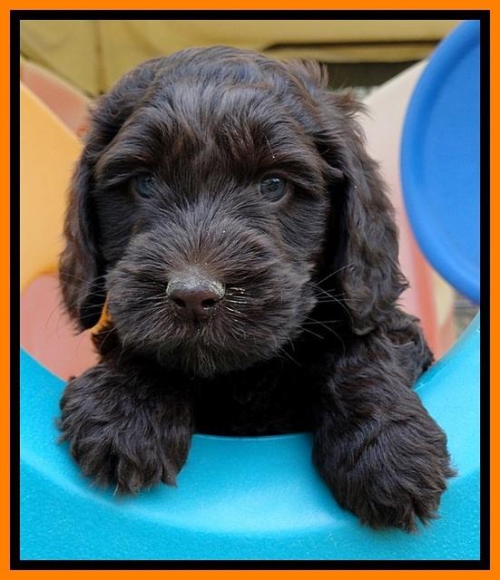 SC pups 6 wks old 121