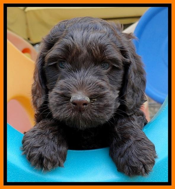 SC pups 6 wks old 151