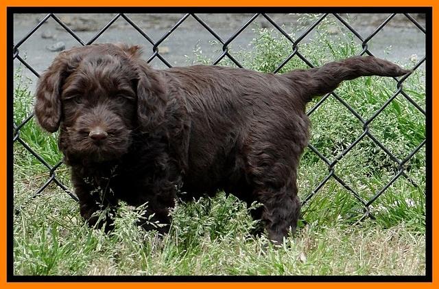 SC pups 6 wks old 161