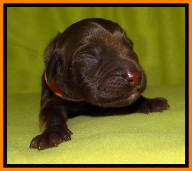  SC pups one day old 101