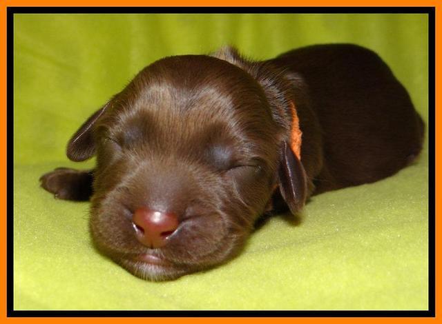  SC pups one day old 91