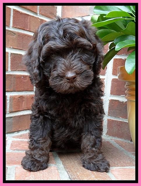 SC  pups 8 wks old 42