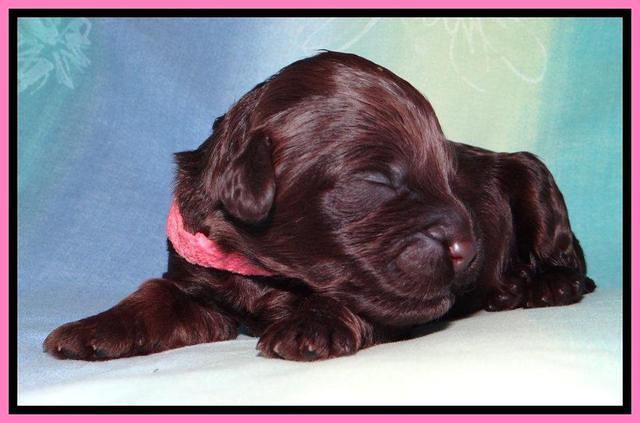 SC pups 1 wk old 171