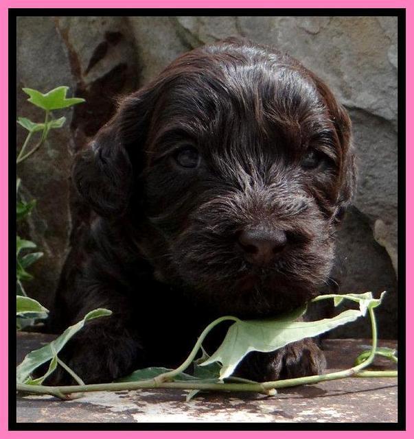 SC pups 3 wks old 241