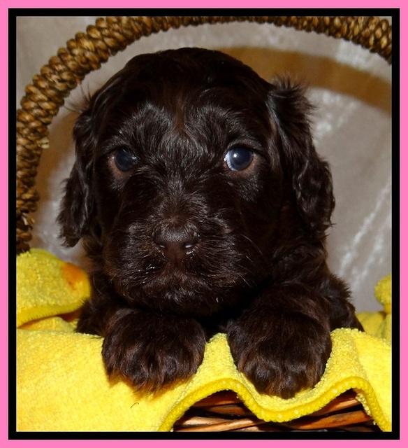 SC pups 4 wks old 111