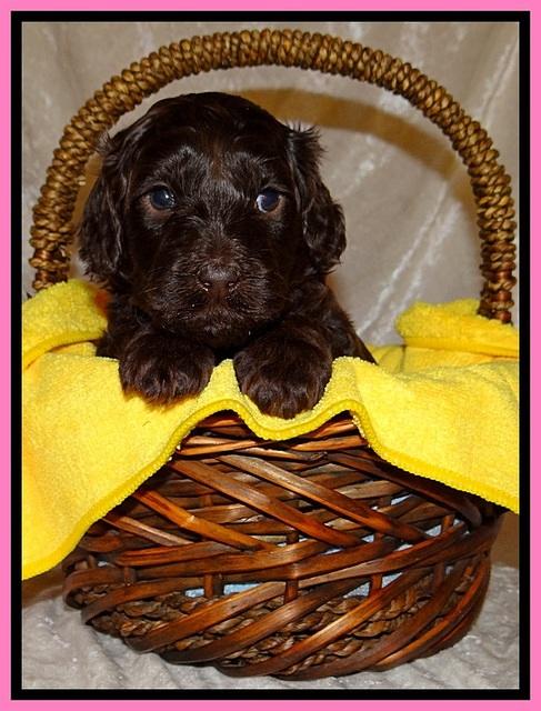 SC pups 4 wks old 121