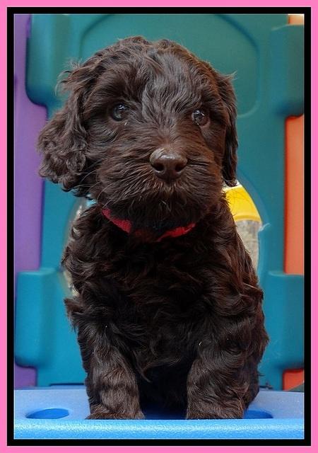 SC pups 5 wks old 70