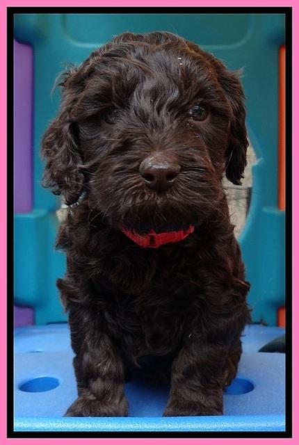 SC pups 5 wks old 80