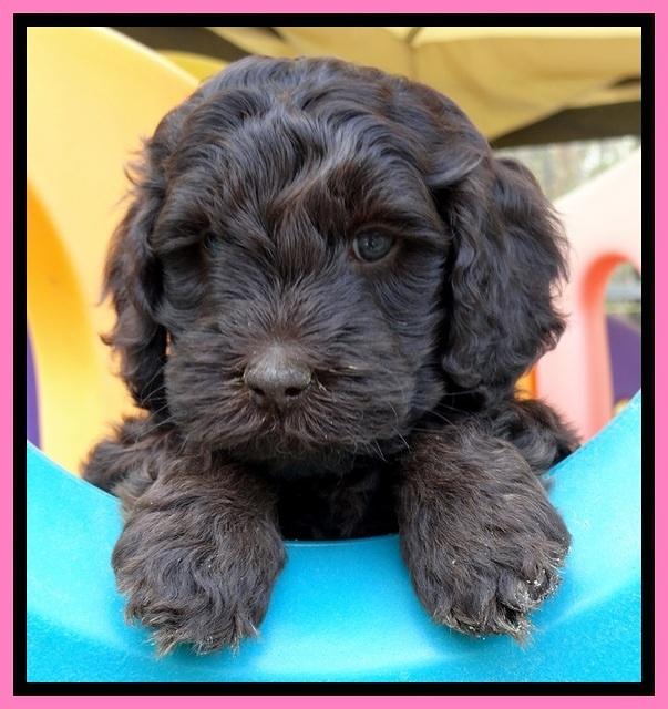 SC pups 6 wks old 441