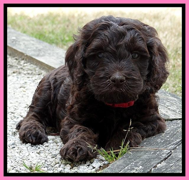 SC pups 6 wks old 451