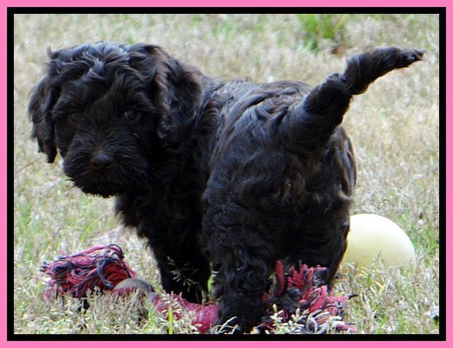 SC pups 6 wks old 461