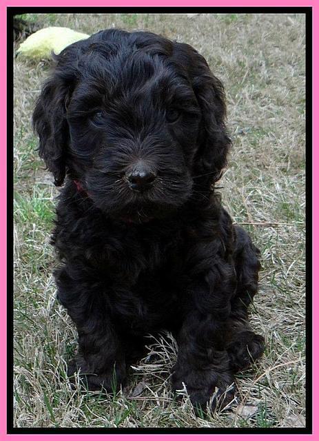 SC pups 6 wks old 481