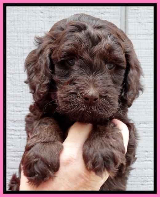 SC pups 6 wks old 491