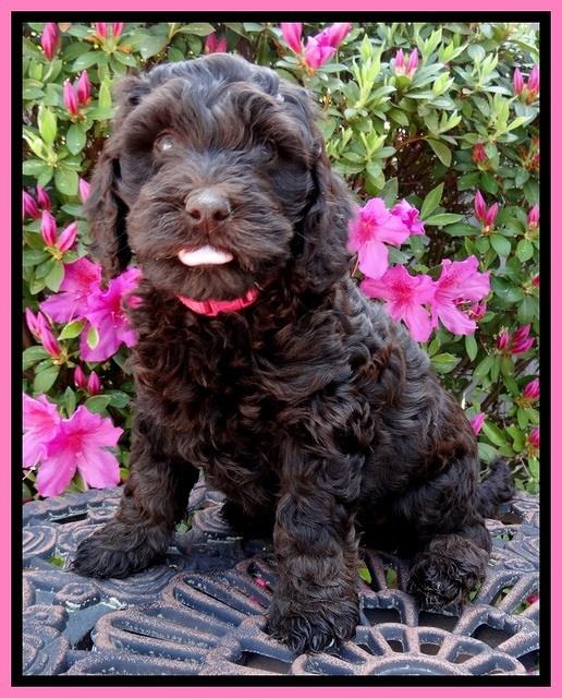 SC pups 7 wks old 200