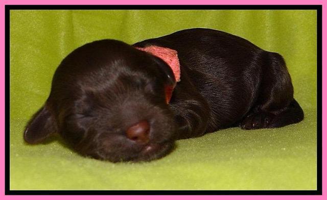 SC pups one day old 111