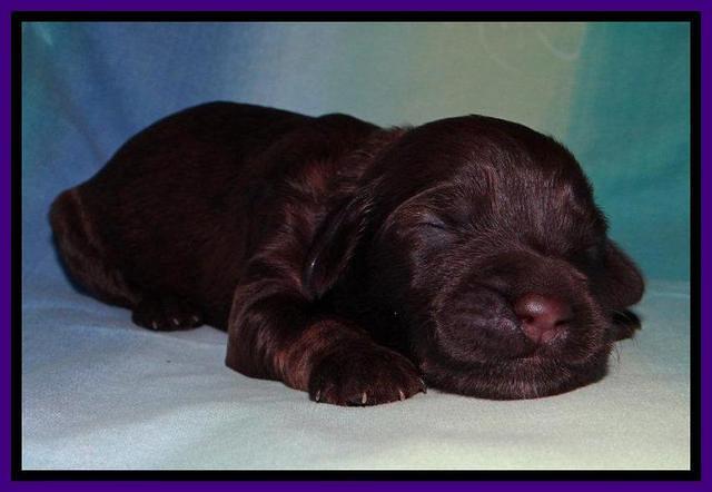 SC pups 1 wk old 271