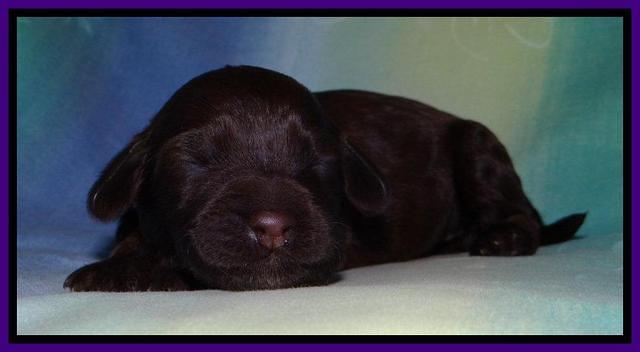 SC pups 1 wk old 281