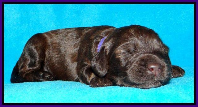 SC pups 2 wks old 71