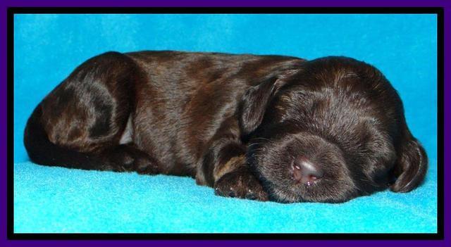 SC pups 2 wks old 81